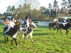 Donkey Derbies Donkey Derbies