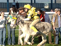 Racing Donkey