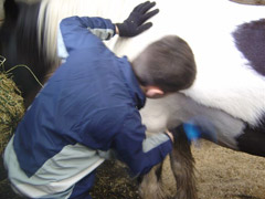 Pony & stables management courses