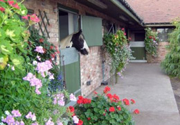 the stables